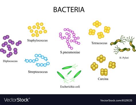 Staphylococcus, Streptococcus and Neisseria