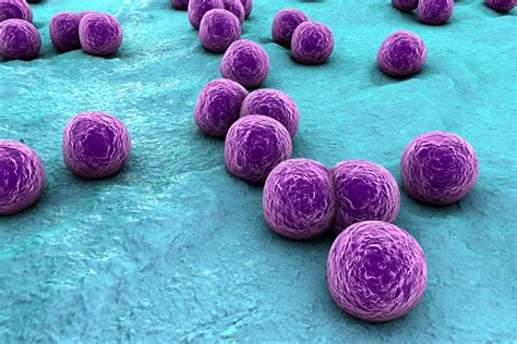 Staphylococcus & Streptococcus - University of Washington