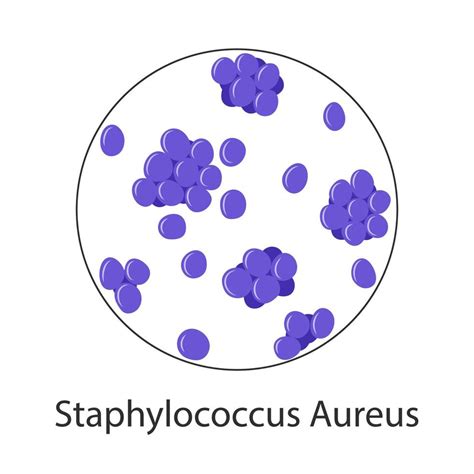 Staphylococcus Drawing