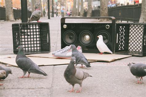 Staple design pigeon. A History Of Jeff Staple’s Pigeon Collaborations. By Complex. Jul 30, 2009. Image via Complex Original. Like Birdman, Jeff Staple knows a lot about cash money. The streetwear vet has managed to ... 