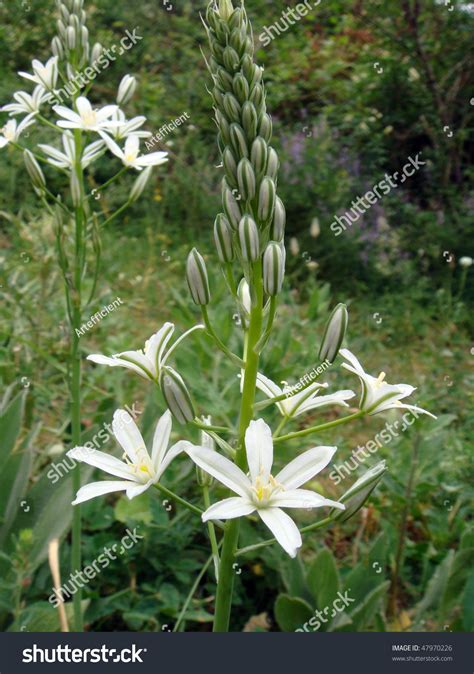 Star Of Bethlehem Flowers photos - Shutterstock