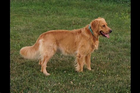Star country goldens. Things To Know About Star country goldens. 