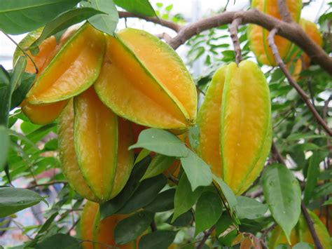 Star fruit carambola tree. Indeed, the first report of the name carambola in European literature was in 1598, when Portuguese wrote that carambola was the local name in Malabar, southwestern India. Star fruit is an English name for it. It is believed that star fruit trees no longer exist in … 