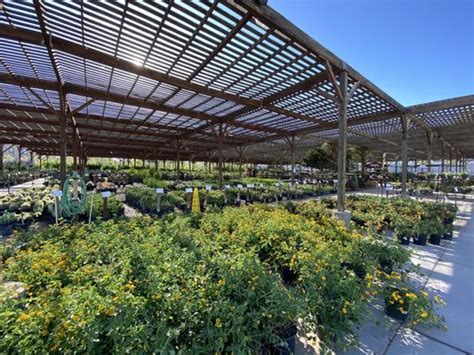 Star nursery las vegas nv. May 5, 2014 ... Star Nursery's Dr. Q (a.k.a. Paul Noe) talks about taking care of citrus trees in our desert climate. 