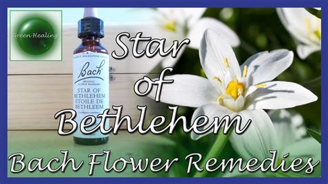 Star of Bethlehem Bach Flower Remedy - YouTube