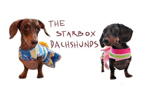 Starbox dachshunds. Facebook 