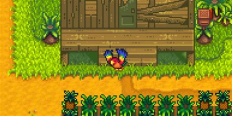 Stardew parrots. Posted December 29, 2020. Assuming this is a bug, because the game is reporting that I still have 2 nuts left on the island per the Qi machine. The parrot claims I have none left. I've gone through the volcano area way more times than I can count, the parrot's already identified the farming nuts, the nut in the hut, identified the nut on the ... 