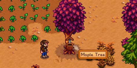 A tapper is an item that you place on trees to extract syrups. To use a tapper, simply go up to a tree and place it. The tapper will stay on the tree, and a bubble will appear over it when an item is ready. Tappers can be placed on the following trees. Maple Trees Oak Trees Pine Trees Mahogany Trees Mushroom Trees. 