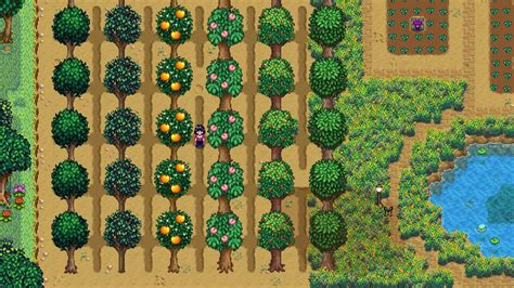 Stardew valley fruit tree spacing. You do not need to water them ever. You do need to make sure there is nothing but dirt in the 8 squares around them until they are fully grown. After they are fully grown you can put anything you want around them. I paved mine and they still work just fine. If your goal is only to make the most money possible from your trees, then you should ... 