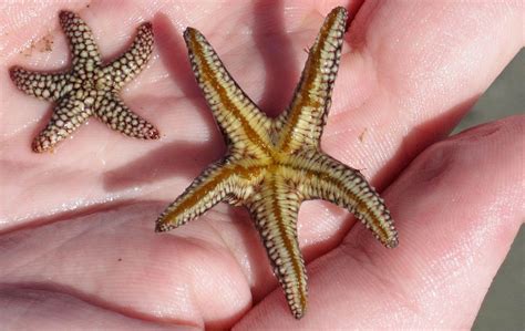 Starfish
