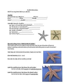Starfish Dissection The Guide For Answers