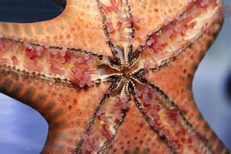Starfish-Toes Onlyfans Leak (SEX) 119 Photos