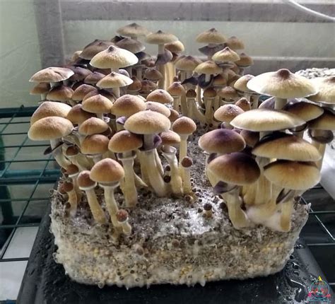 The exact origins of the Stargazer strain are subject to dispute, with some suggesting its regional variant status. The founder of this strain remains unknown, contributing further to its enigmatic nature. Strength and Effects. In terms of potency, Stargazer mushrooms are considered to have an average strength.. 