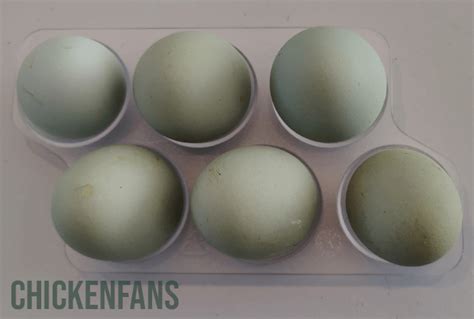 In this photo below you can see 4 different egg color