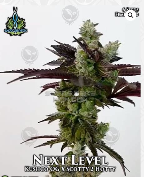 Starlord Next Level Cannabis Strain Research