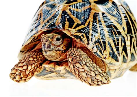 Starshells: The Burmese Star Tortoise And The Indian Star