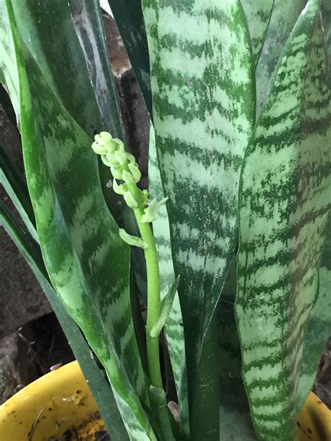 Starter Leaf or Cutting Snake Plant Live Mother-in-law Tongue