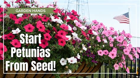 Starting Petunias from Seed - YouTube