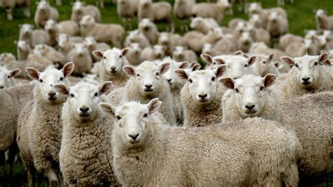 Starting with sheep a beginners guide. - Kundalini. erfahrungen mit der geheimnisvollen urkraft der erleuchtung..