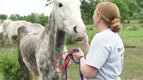 Starving horses rescued from rural Missouri property