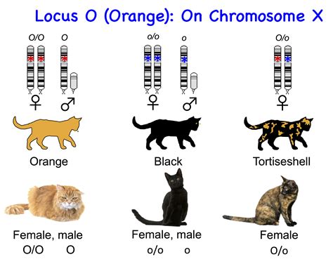 State of cat genomics - PMC