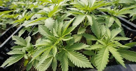 State police seize 5,400 plants from Richland Township illegal ...