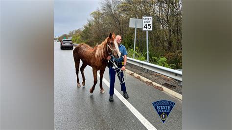State police wrangle two equines horsing around on Route 88 in Westport