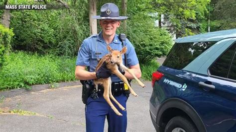 State trooper rescues baby deer in Holyoke