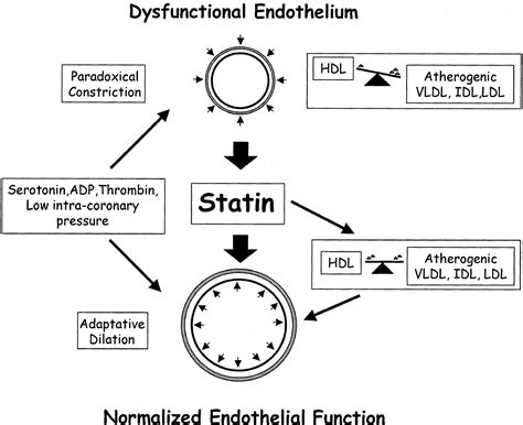 Statins in acute coronary syndrome: Ther Adv Cardiovasc Dis very …