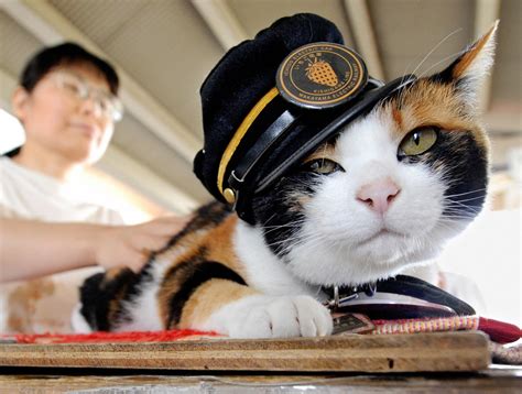 Stationmaster cat dies in Japan after being hit by car