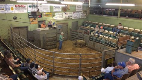 Staunton Livestock Market Prices