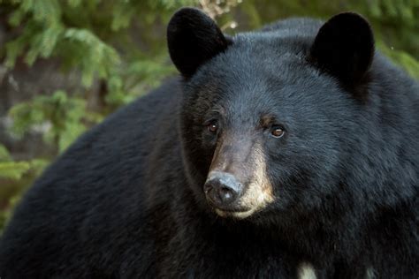 Staying safe from bears during forage season