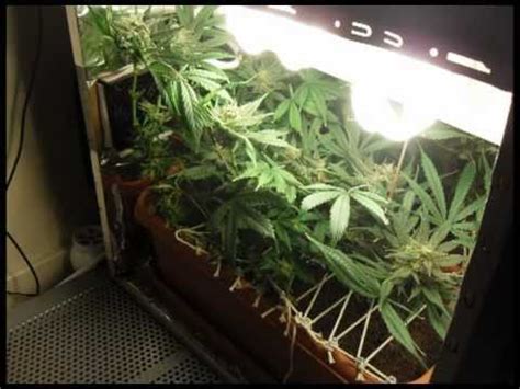 Stealth PC grow box Barney