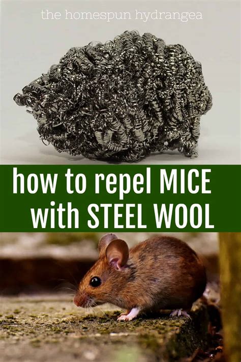 Steel wool for mice. Nov 21, 2018 ... Steel Wool: https: //amzn.to/2JH5wnT Insulating Foam: https://amzn.to/2SItT8I Closing a mouse hole with steel wool and filler . 