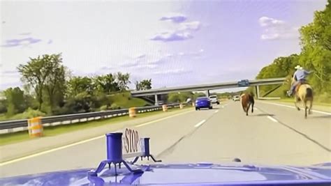 Steer on the run for weeks lassoed, captured on Detroit-area freeway