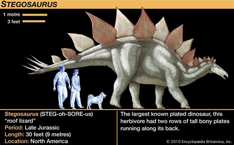 Stegosaurus Dinosaur Facts - information about the dinosaur stegosaurus