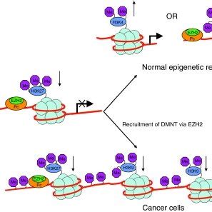 Stem Cell Chromatin Group Max Planck Society. 