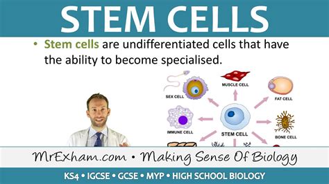 Stem Cells PPT - GCSE Biology Teaching Resources