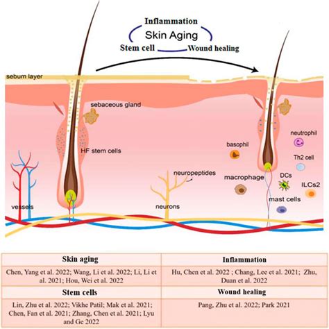 Stem Cells and Healing: Impact on Inflammation