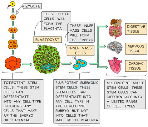 Stem cells - Cell division - Edexcel - GCSE Biology (Single …