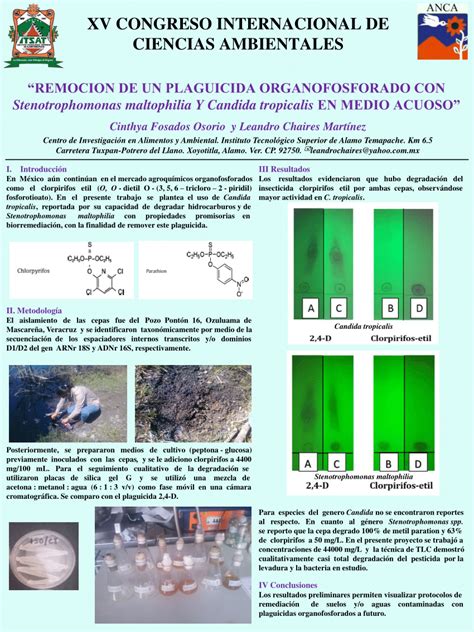 Stenotrophomonas maltophilia K279a: sus usos y beneficios en el …