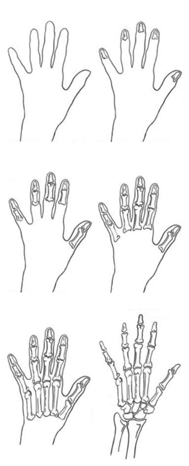 Step By Step Skeleton Hand Drawing