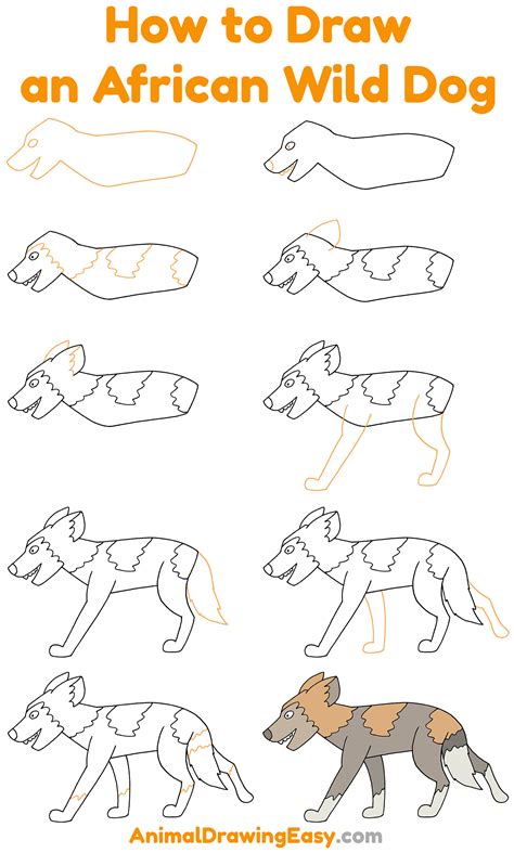 Step by Step How to Draw a African Wild Dog