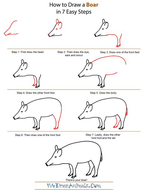 Step by Step How to Draw a Wild Boar