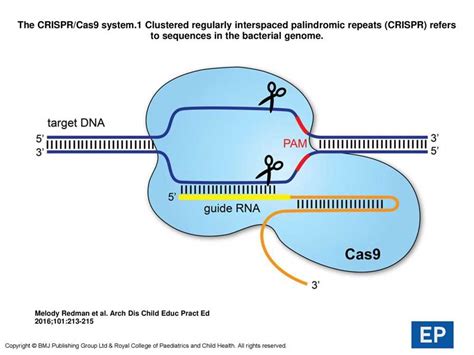 StepbyStep Guide Building a Paper Model of CRISPRCas9 (with Answer Key)