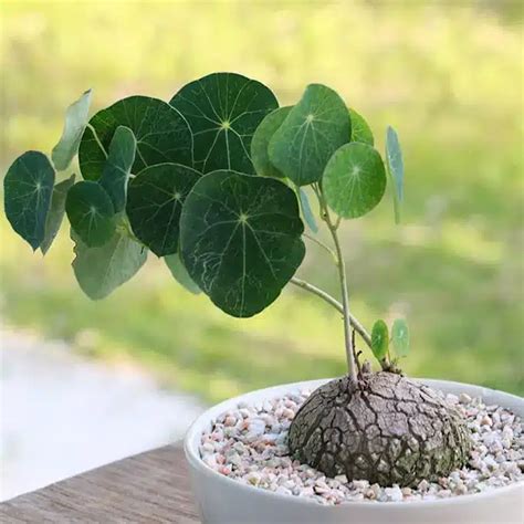 Stephania Aames Leaks 😈 PORN