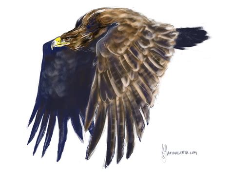 Steppe Eagle Drawing