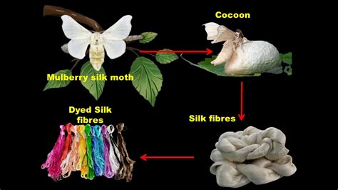 Steps of processing silk Fibre to Fabric-Science-Class-7