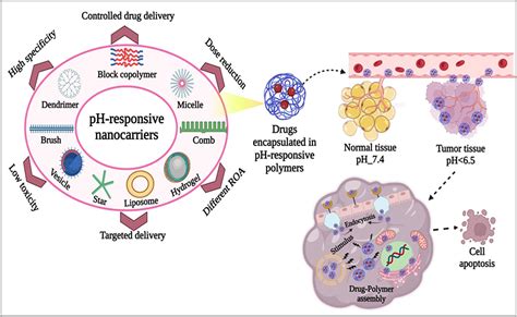 Stepwise Ph Reduction Responsive Polymeric Conjugates For Enhanced Drug Delivery To Tumor