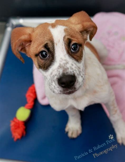 Sterling animal shelter adoption. Welcome to the Cranston Animal Shelter! Our adoption application is only available at the shelter. Out of state adoptions are accepted. At the moment, we can only accept money orders made out to the Cranston Animal Shelter at time of adoption. Today's hours: 12pm-4pm day hours; Monday: Closed: Tuesday: 12pm … 